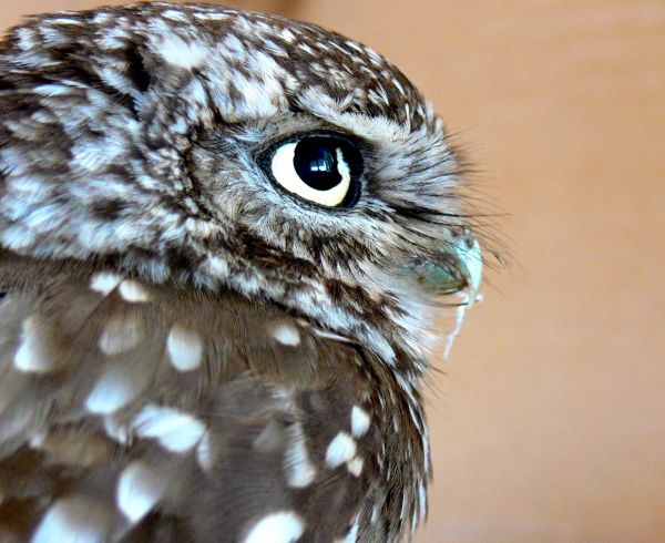 Little Owl ...